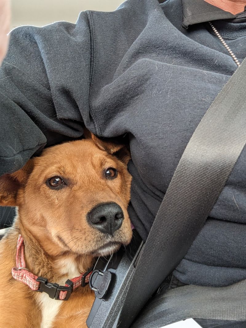 Louisville Metro Animal Services