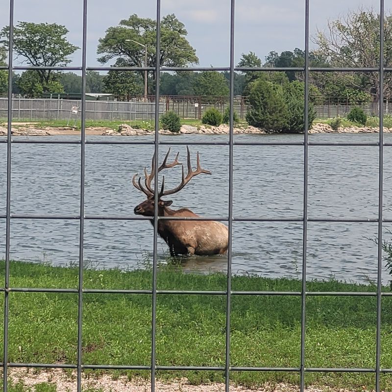 A Wooden Carousel Carved In 1910 Still Gives Rides Inside This Nebraska Park - Decor Hint Elk, Bison and Peacocks Behind the Fence