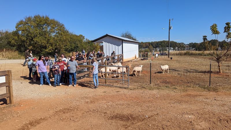 Bottle-Feeding The Baby Cows