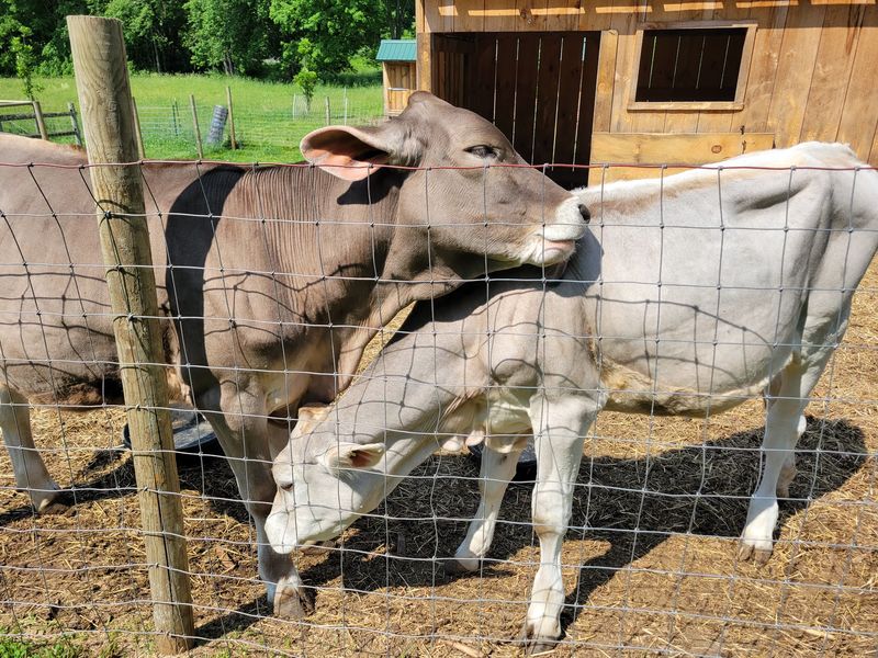 Farm Fun Keeps Kids Busy