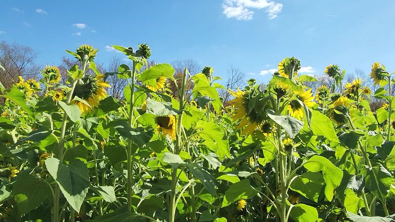 This Massive North Carolina Sunflower Wonderland Is A Must-Visit For Families Before Summer Ends - Decor Hint Golden-Hour Visits Bring Out The Best Light Across The Sunflowers