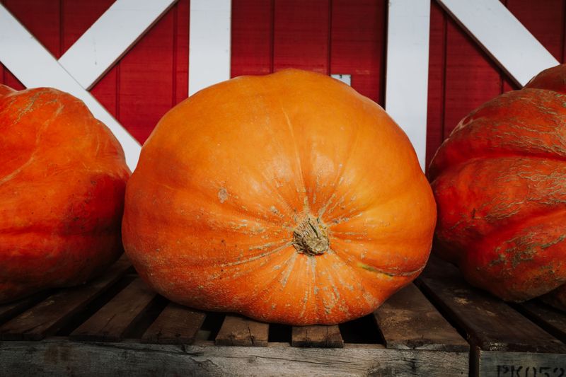 These Growers Travel From Across The East Coast With Seriously Massive Cargo