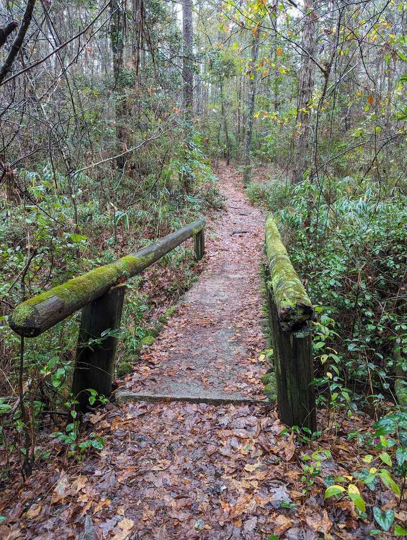 Poinsett State Park Trails, Wedgefield