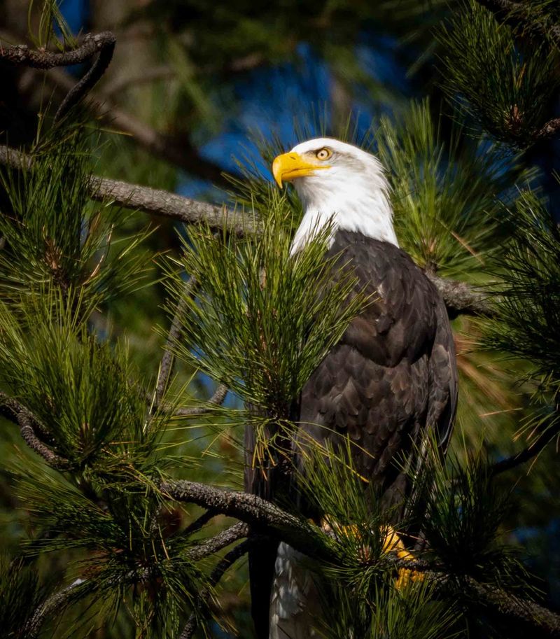 White Heads, Yellow Eyes, Eight-Foot Wings