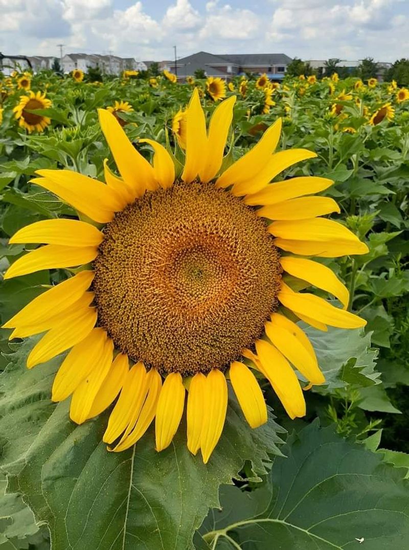 Flower Fields, Fairways, and Holiday Lights