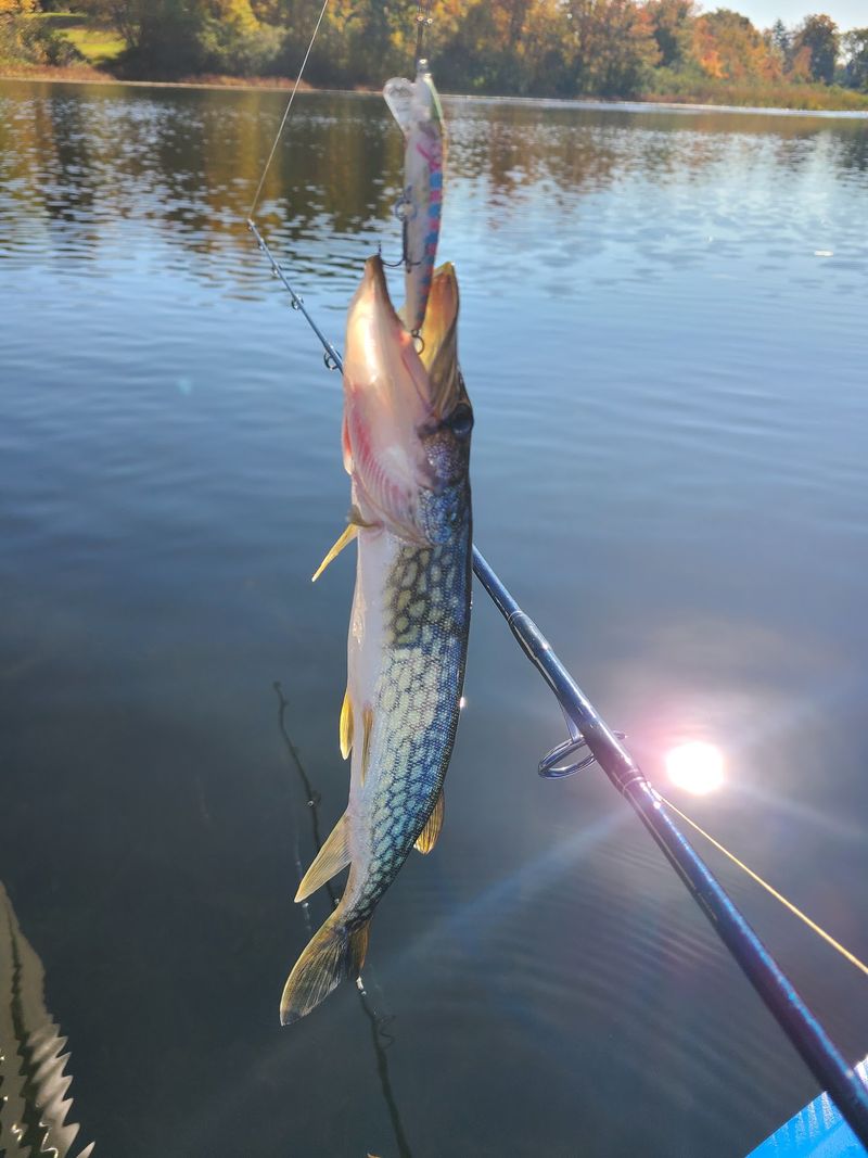 A Small Connecticut Lake That Packs In More Fishing Than You’d Expect - Decor Hint Chain Pickerel Add Another Popular Catch