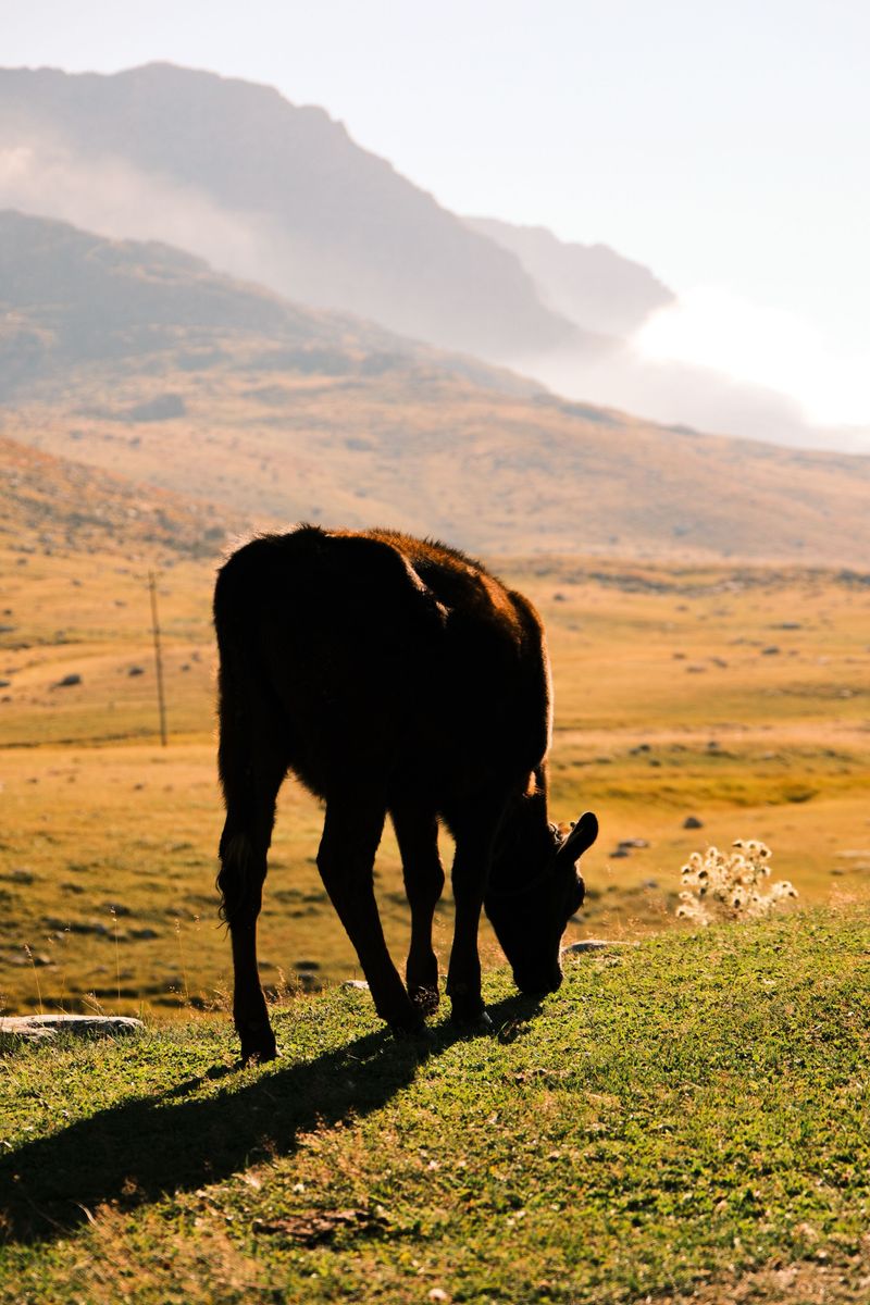 Mountain Valley Farmstead, Carmen, ID