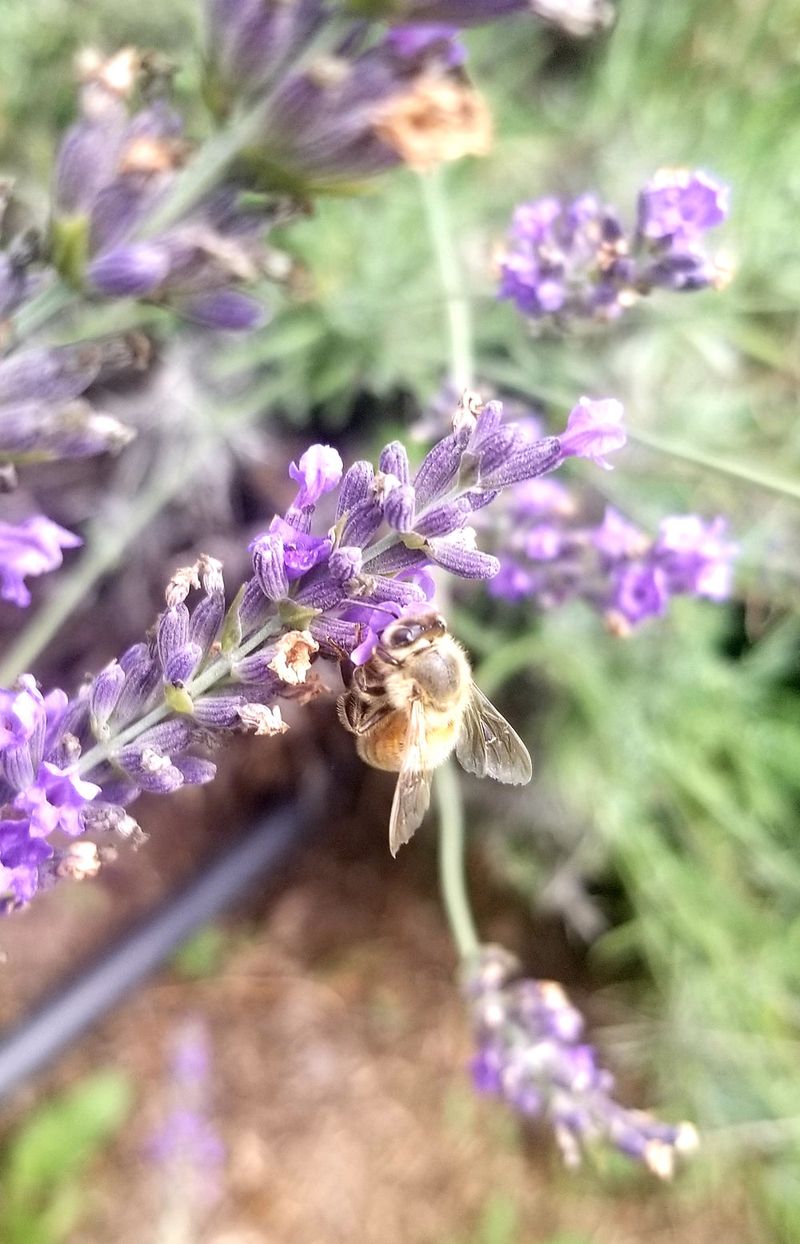 Five Hives and the Bees That Named the Place