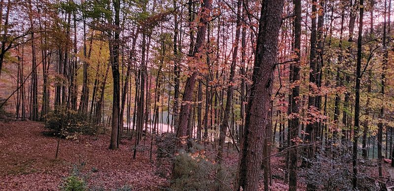 Horseback Rides Through Forest Paths