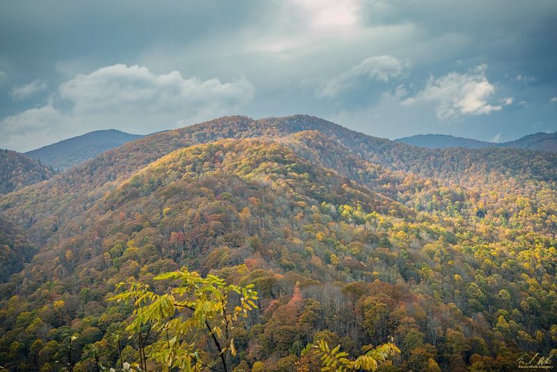 Thousands Of Monarch Butterflies Are Passing Through North Carolina’s Mountains This Fall - Decor Hint Pick A Clear Fall Day For Your Best Chance Of Catching The Migration