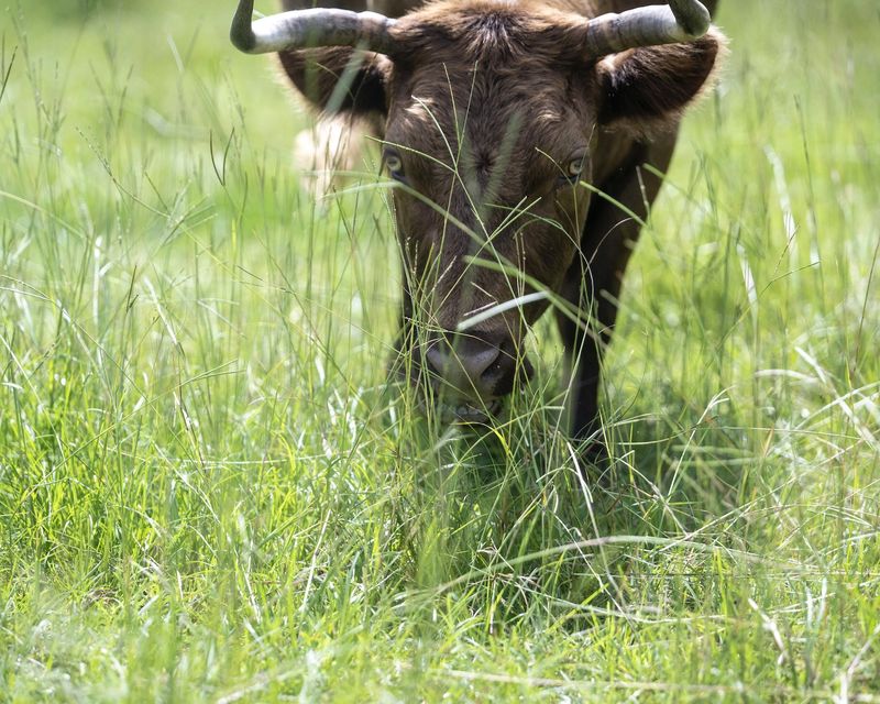 Discover How Regenerative Farming Shapes The Way This Meat Is Raised