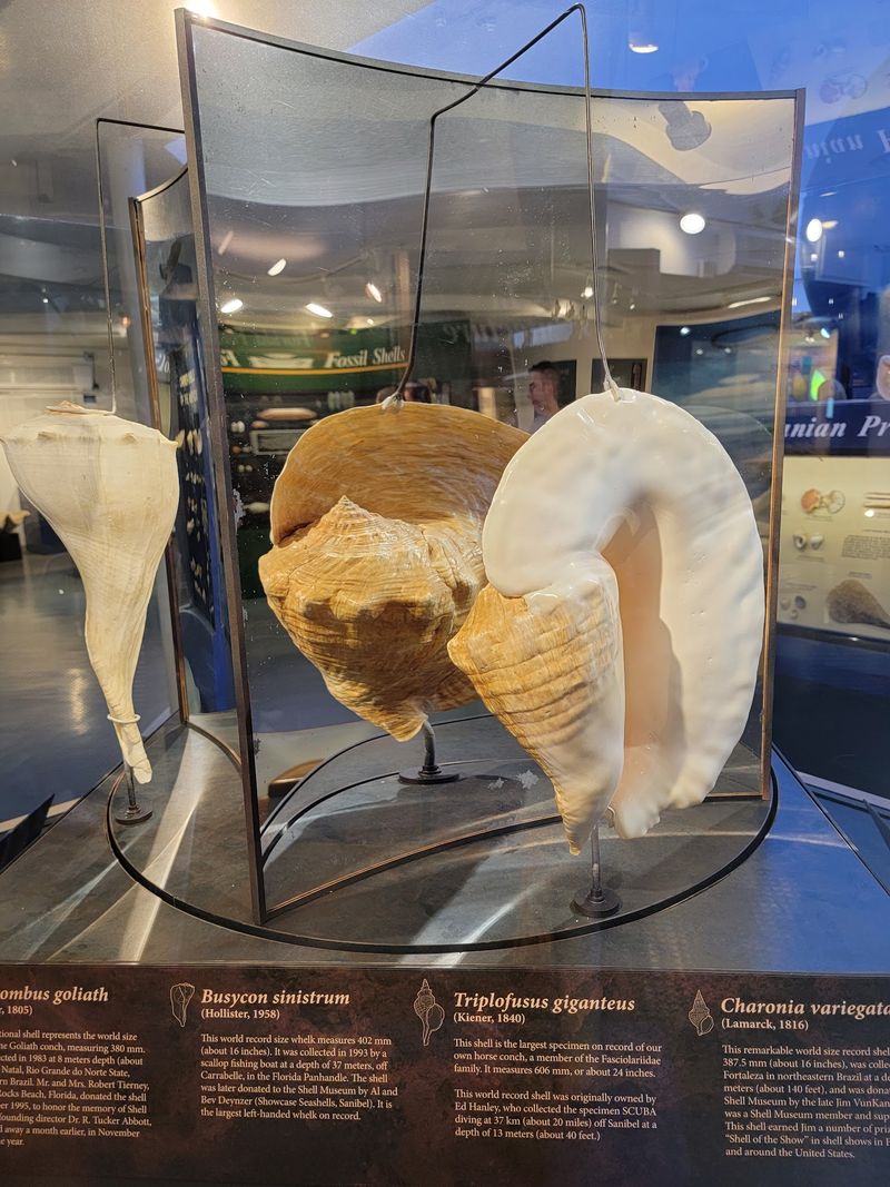 The Little-Known Florida Museum Home To One Of The World'S Largest Shell Collections - Decor Hint Rotating Exhibits Worth Timing