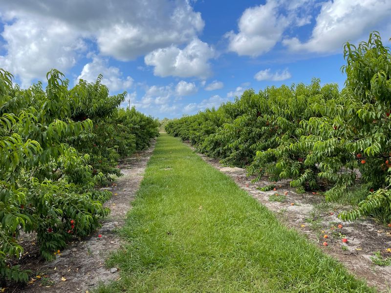 Grahams U Pick Peaches, Umatilla, FL