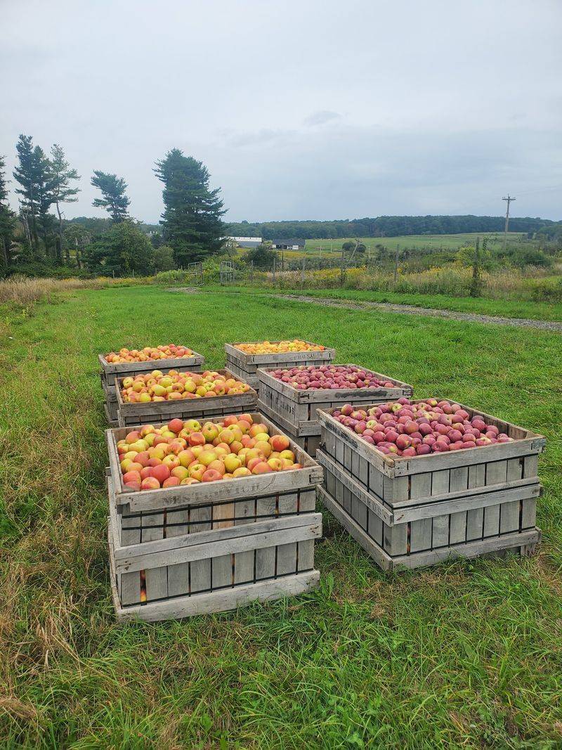 Orchard Visits Feel Like Exploring An Apple Library