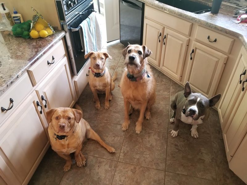 Woodstock Animal Foundation