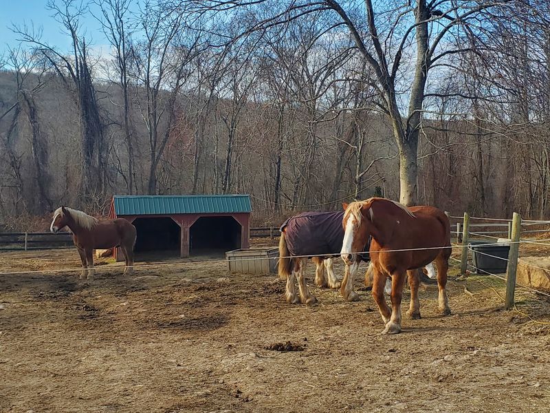 Every Horse Leaves With A Safety Net