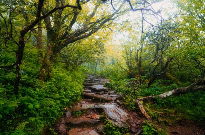12 Western North Carolina Attractions Nearly Lost To Hurricane Helene That Are Finally Welcoming Visitors Again - Decor Hint Craggy Gardens Visitor Center & Craggy Pinnacle Trail