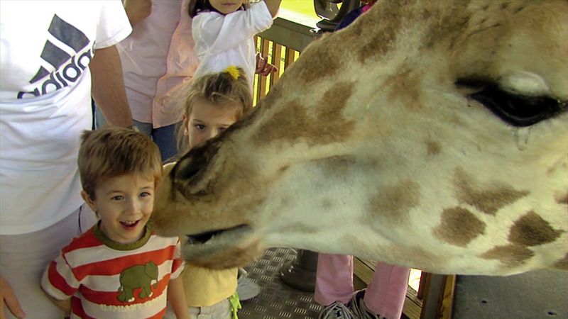 Feeding A Giraffe By Hand