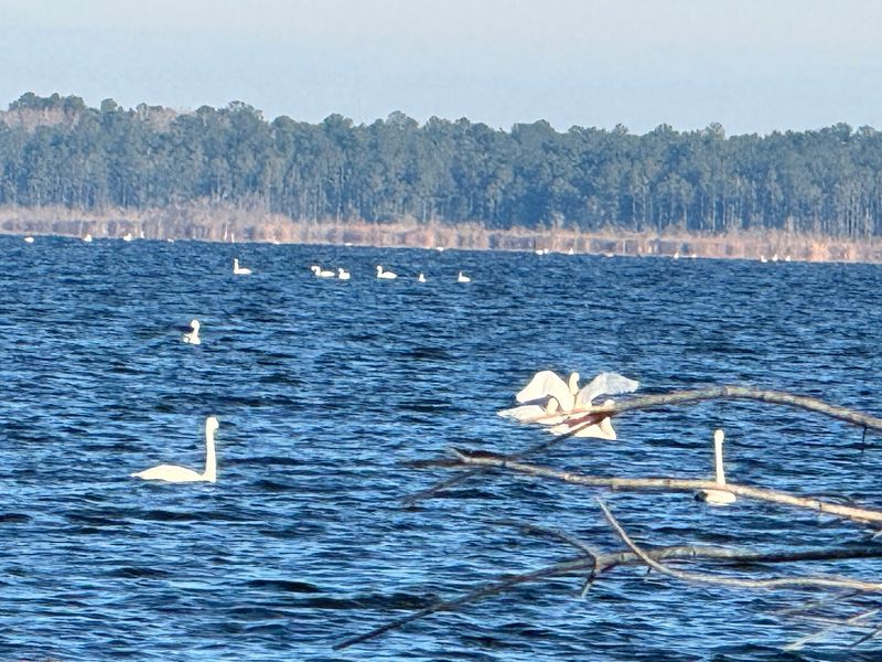 Look For Snow Geese Sharing The Fields And Wetlands