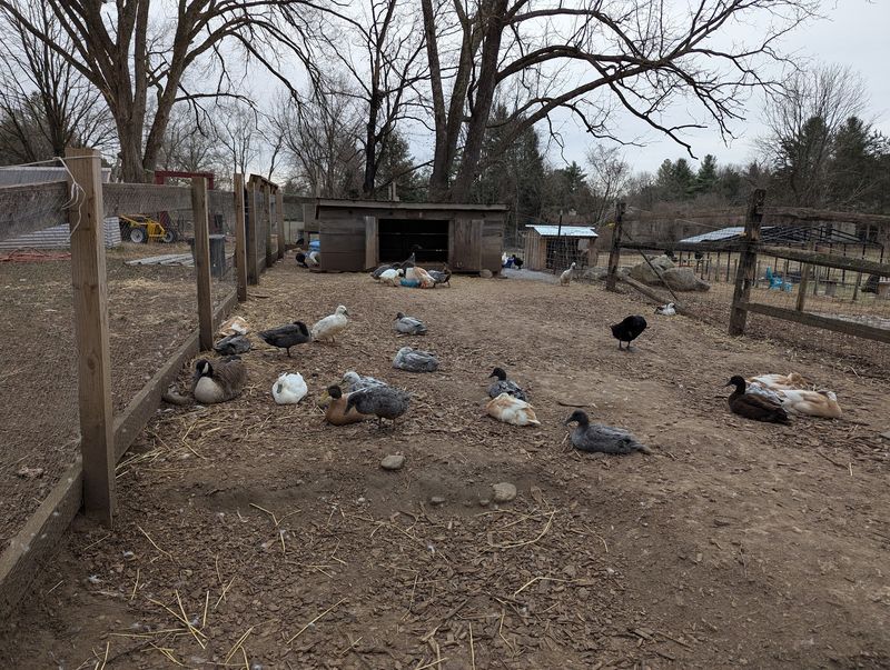 Chickens And Ducks Add More Fun