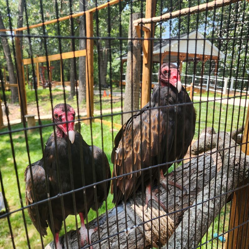 Vultures, Falcons, And The Underrated Crowd