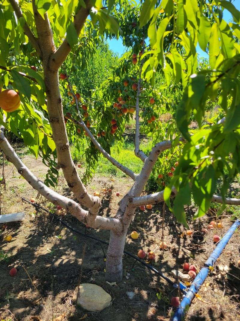 Pick-Your-Own Adds To The Fun