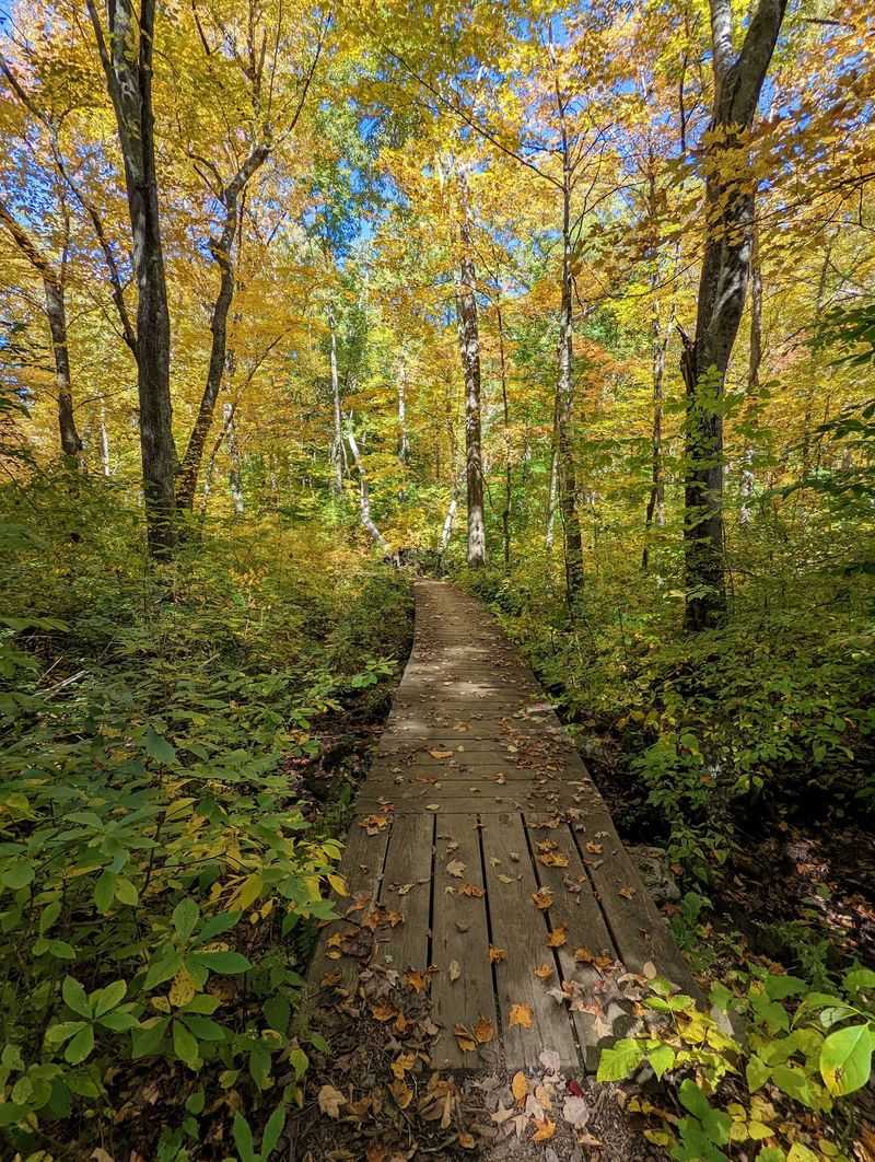 Fall Leaves Make The Forgotten Remains Even Stranger