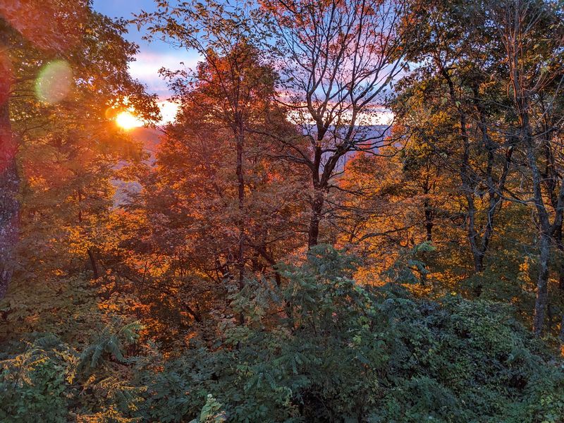 Thousands Of Monarch Butterflies Are Passing Through North Carolina’s Mountains This Fall - Decor Hint Stay A While Because The Migration Can Arrive In Sudden Waves