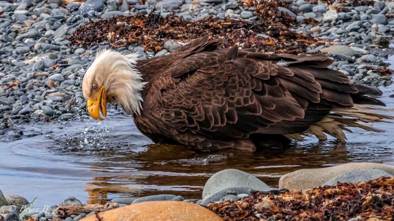 Most Visitors Avoid This Alaska Beach In Fall, But Locals Know It's Perfect For Tidepooling - Decor Hint Follow The Shorebirds