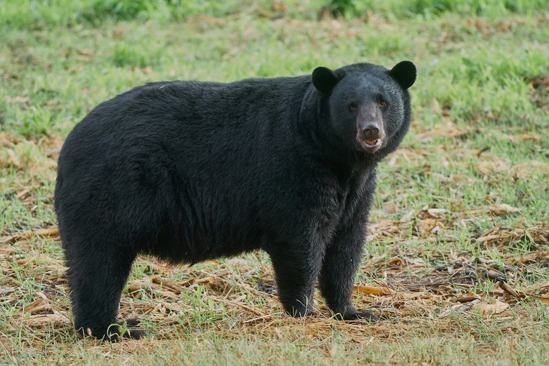 Keep Your Eyes Open For Black Bears Along The Way