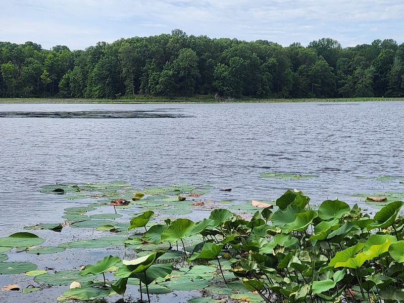 You Can Practically Walk On Water At This Kentucky Water Trail Filled With Eagles And Herons - Decor Hint Herons On Tiptoe In The Lily Pads
