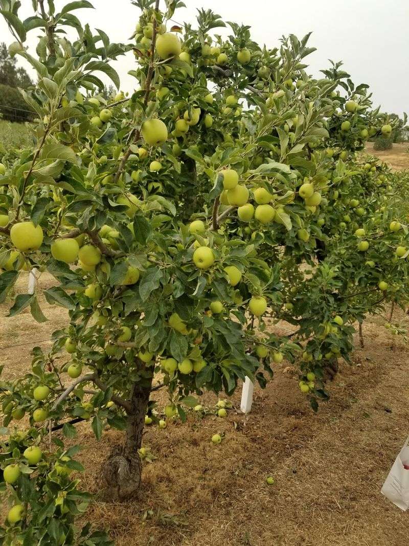 10 California Apple Orchards To Visit As Picking Season Gets Underway - Decor Hint Volcan Valley Apple Farm, Julian