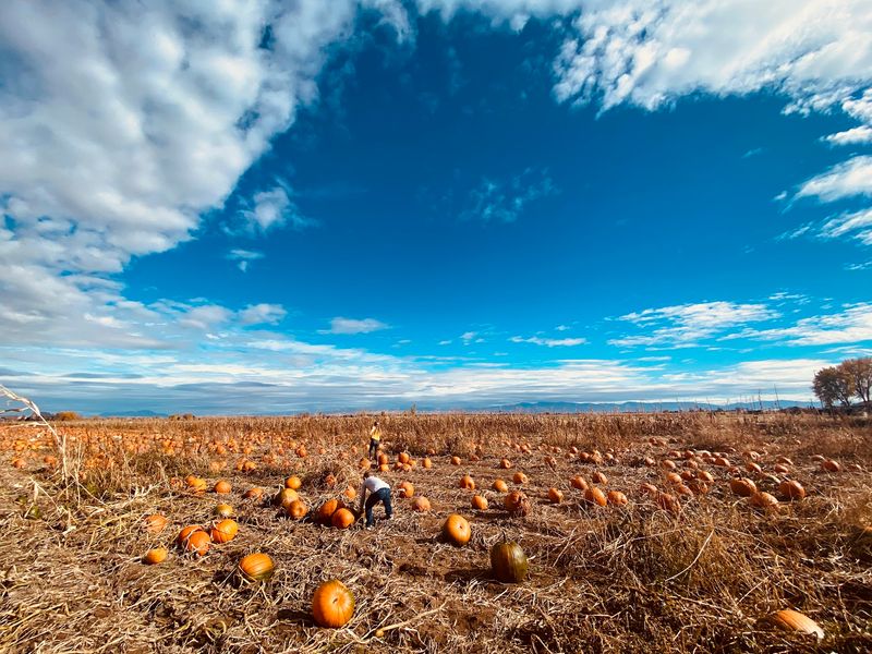9 Idaho Pumpkin Patches Where Families Pick Straight Off The Vine This October - Decor Hint The Berry Ranch In Nampa