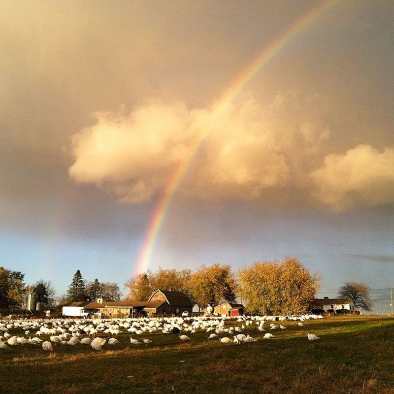 10 Connecticut Fall Bucket List Experiences Worth Clearing A Weekend For - Decor Hint Ekonk Hill Turkey Farm