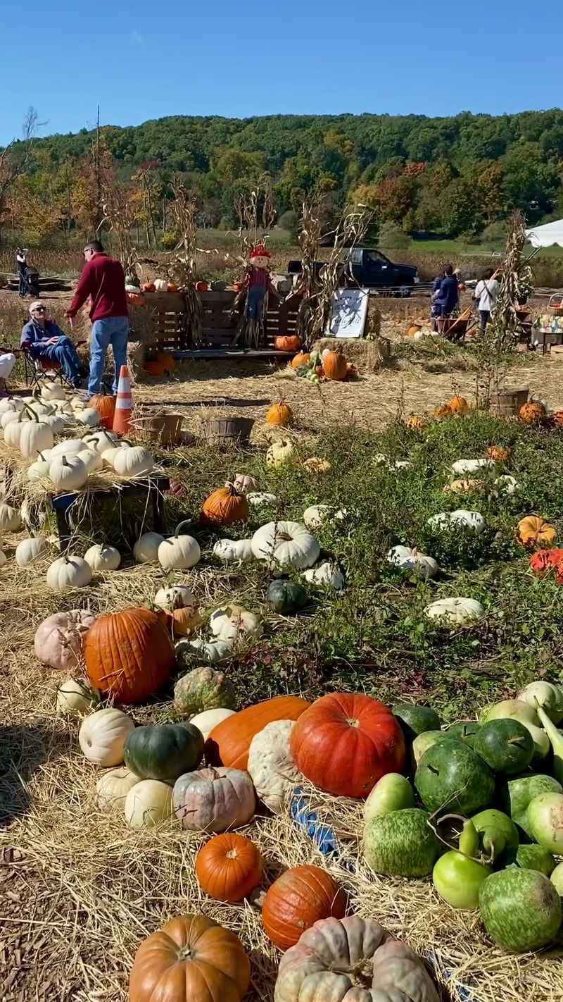 We Compared Connecticut Pumpkin Patches And Here Are 9 That Stand Out - Decor Hint Castle Hill Farm Inc, Newtown