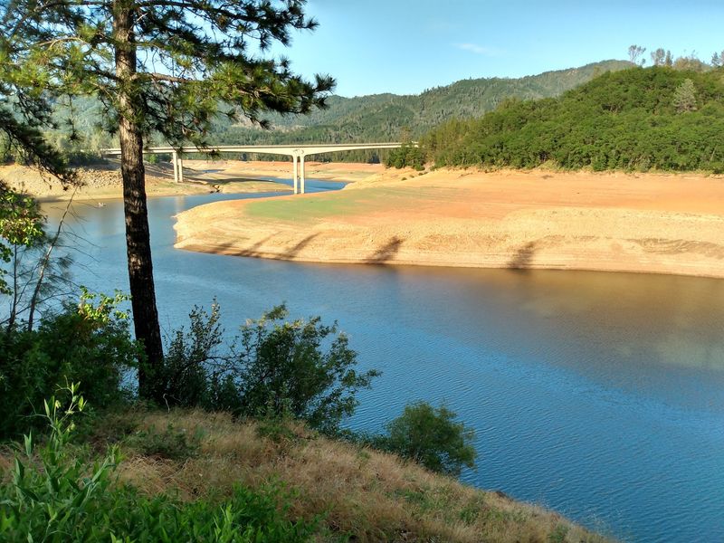 12 California Counties Seeing A Massive Spike In Black Bear Sightings This Fall - Decor Hint Shasta County: Cascade Foothills Host Plenty Of Bruins