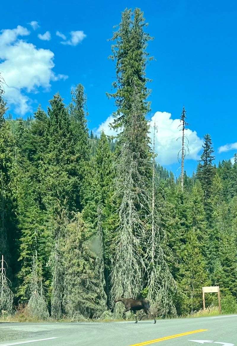 National Forest In Every Direction