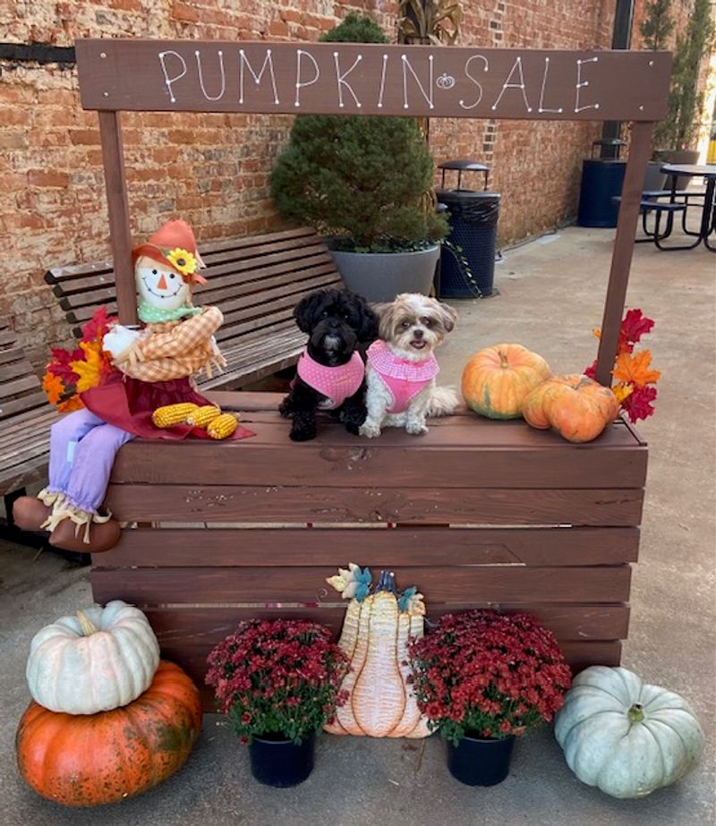 Kids Get Their Own Corner Of The Pumpkin Madness