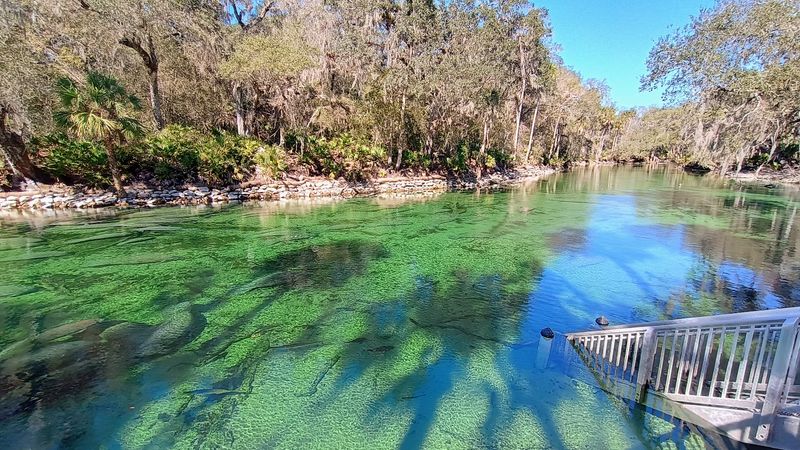 A Spring on the St. Johns River