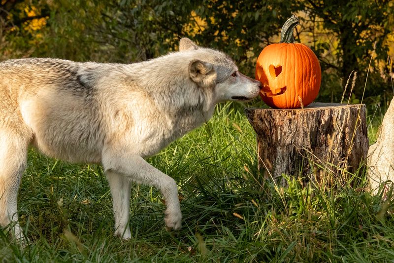 Wolf Park, Battle Ground