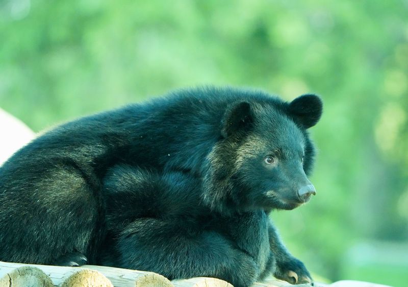 12 California Counties Seeing A Massive Spike In Black Bear Sightings This Fall - Decor Hint Plumas County: Sierra Forests Full Of Established Bears