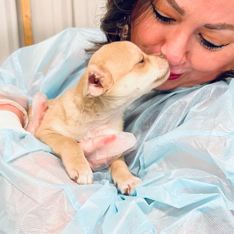 Ashland Animal Rescue Fund