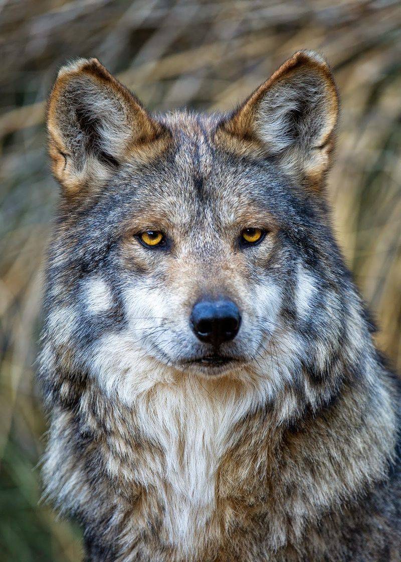 Wolves With A Recovery Mission
