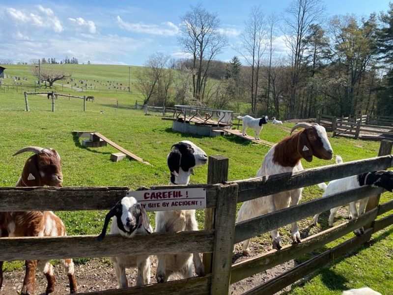 Goats, Quarters, And Giggles