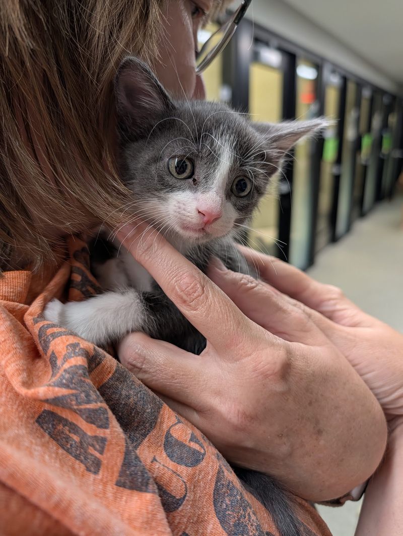 What Comes Bundled with an Adoption