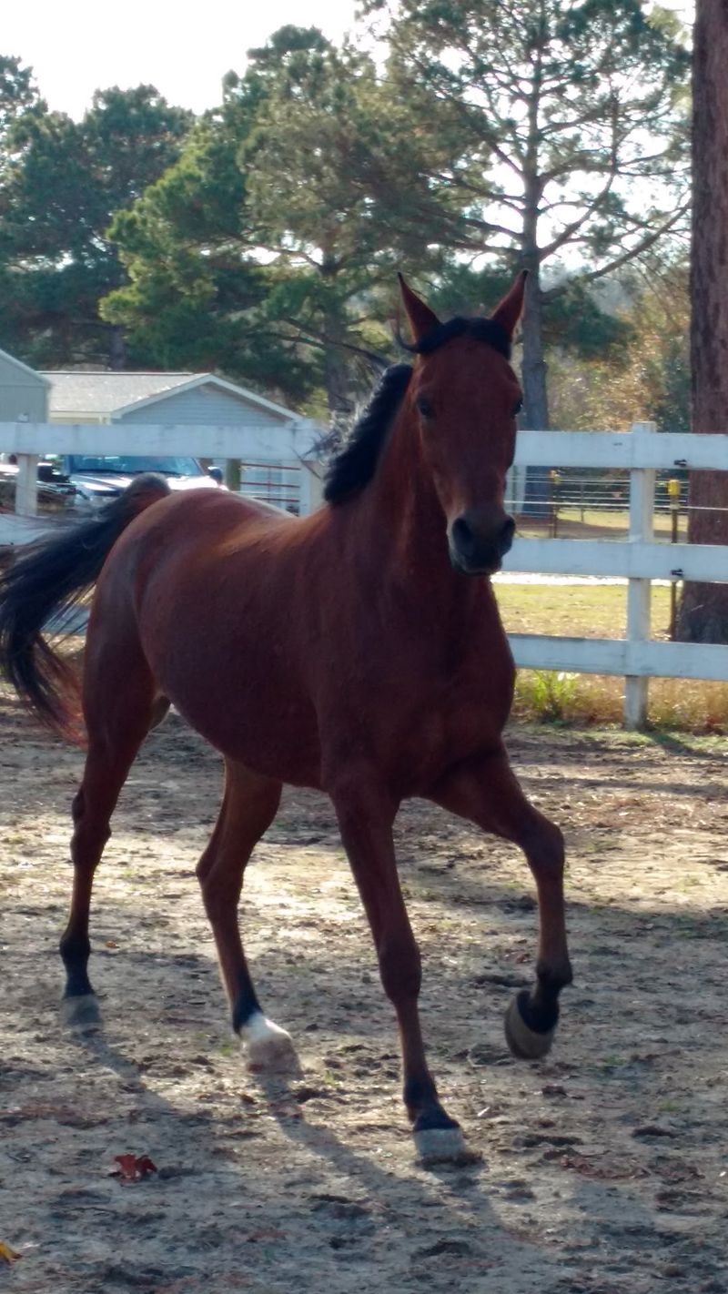 See How Future Veterinarians Train Beyond The Exam Room