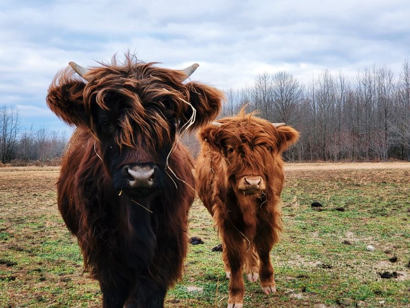 Shaggy Highland Cows With Serious Bangs