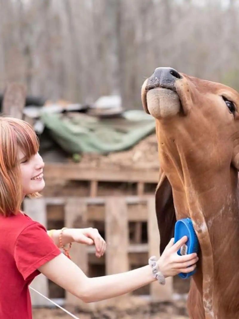 Get Close Enough To Hug, Brush, And Lean Against A Cow