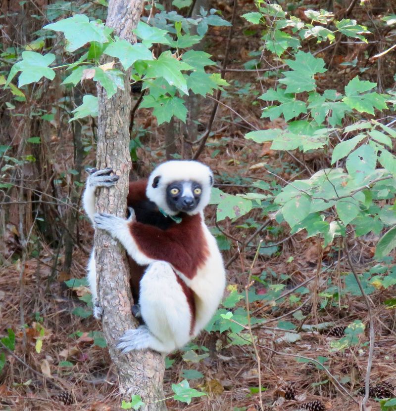 Find Out What Makes The Duke Lemur Center Famous Worldwide