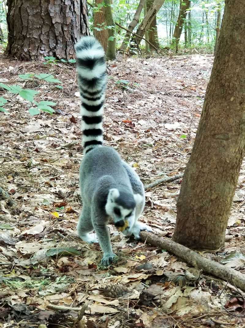 Meet The Lemurs Living Just Minutes From The Main Campus